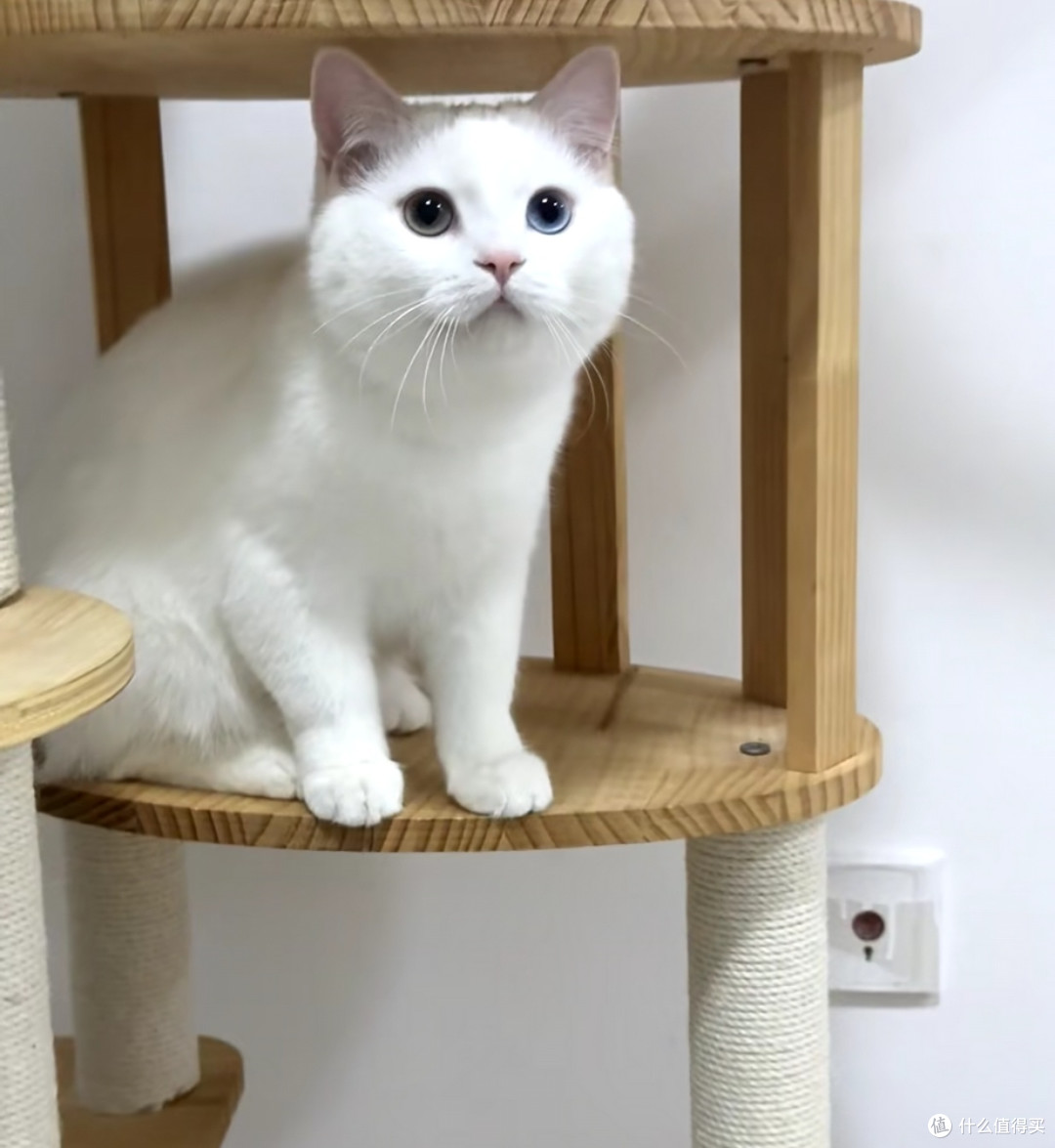 我家小猫的精致慵懒日常