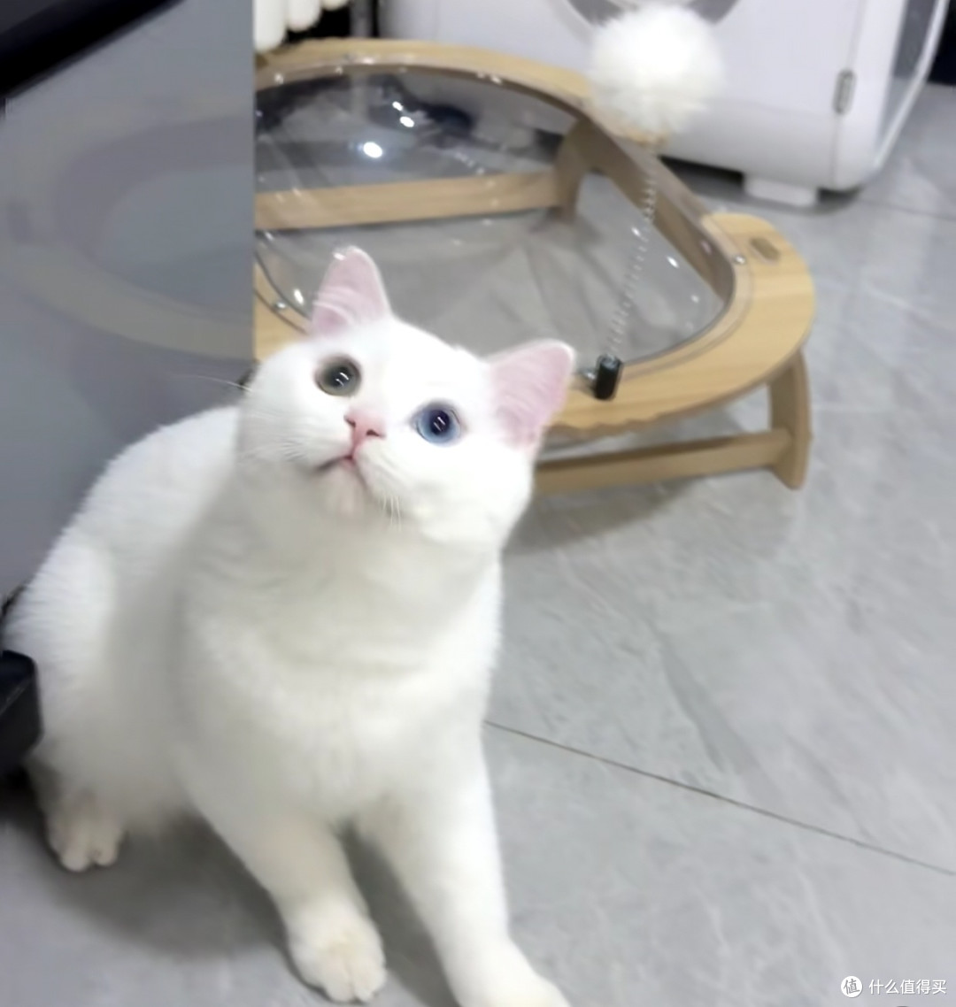 我家小白猫的日常享受