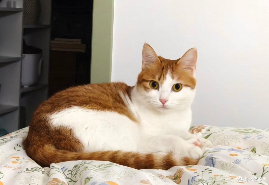 我家小橘猫的活力日常
