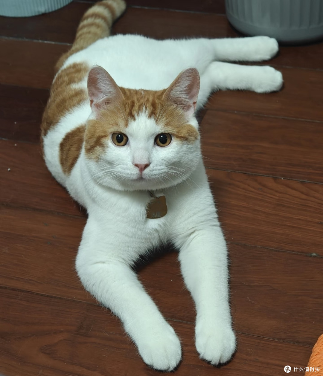 我家小橘猫的活力日常