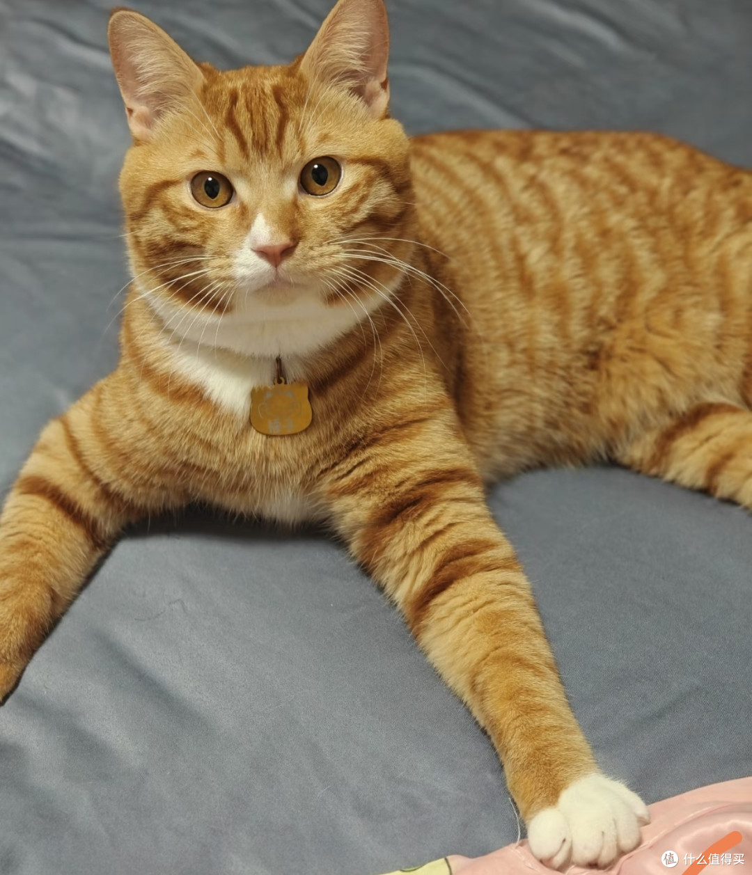我家小橘猫的活力日常