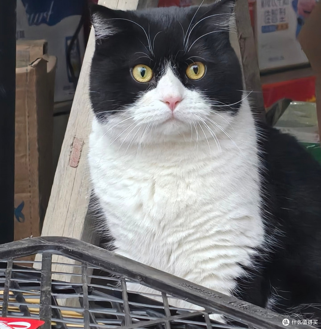 我家小猫的慵懒精致生活