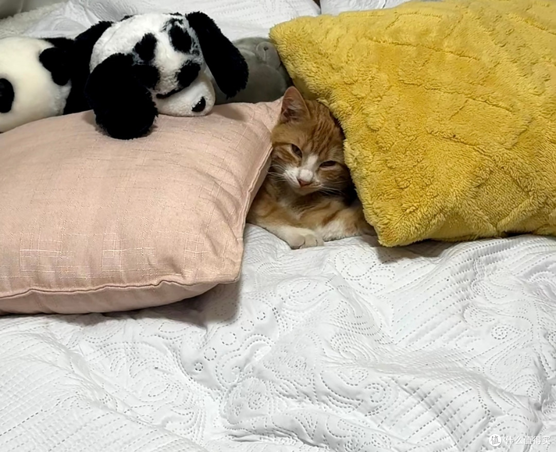 我家小猫的慵懒精致生活