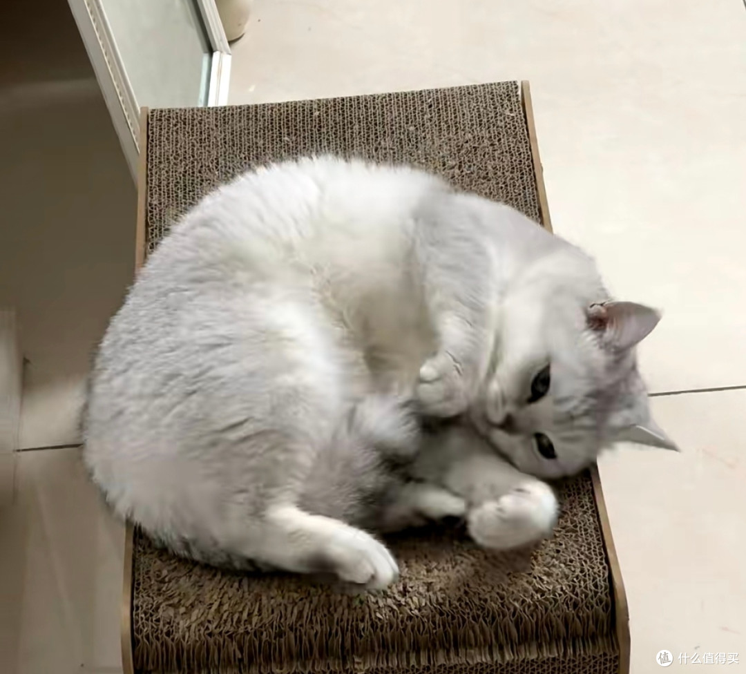 我家小猫的慵懒精致生活