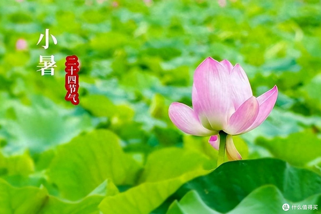 明日小暑，要学会忌嘴，少吃2瓜多吃3样，顺应节气，为入伏做准备