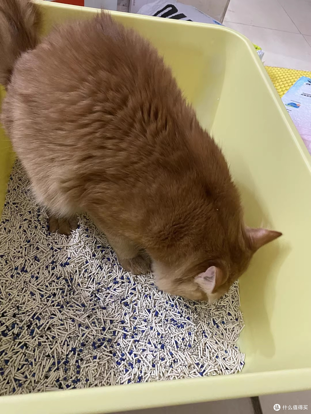 再三三重除臭猫砂：小户型养猫终于不用捂鼻子了