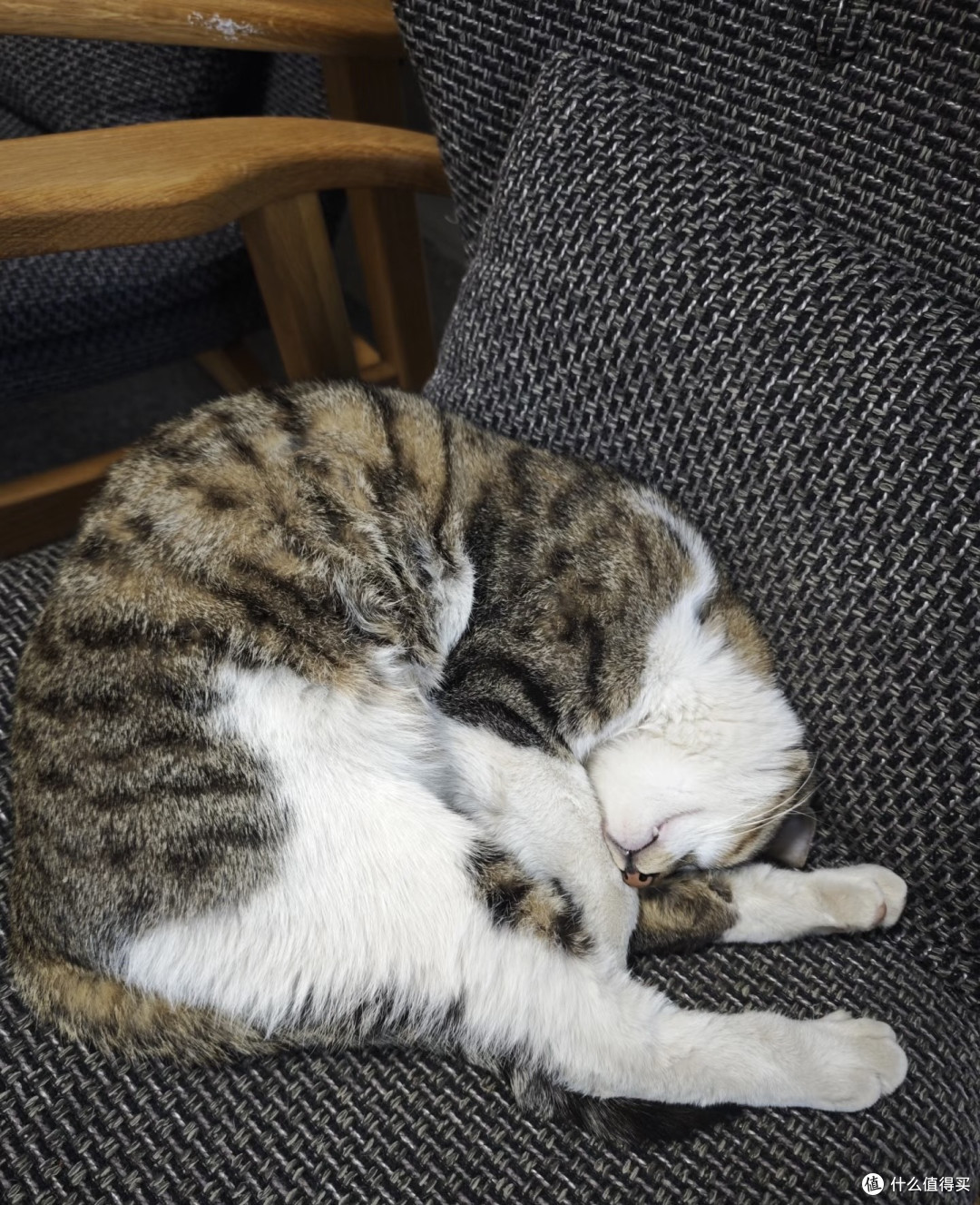 从猫咪身上学放松之道