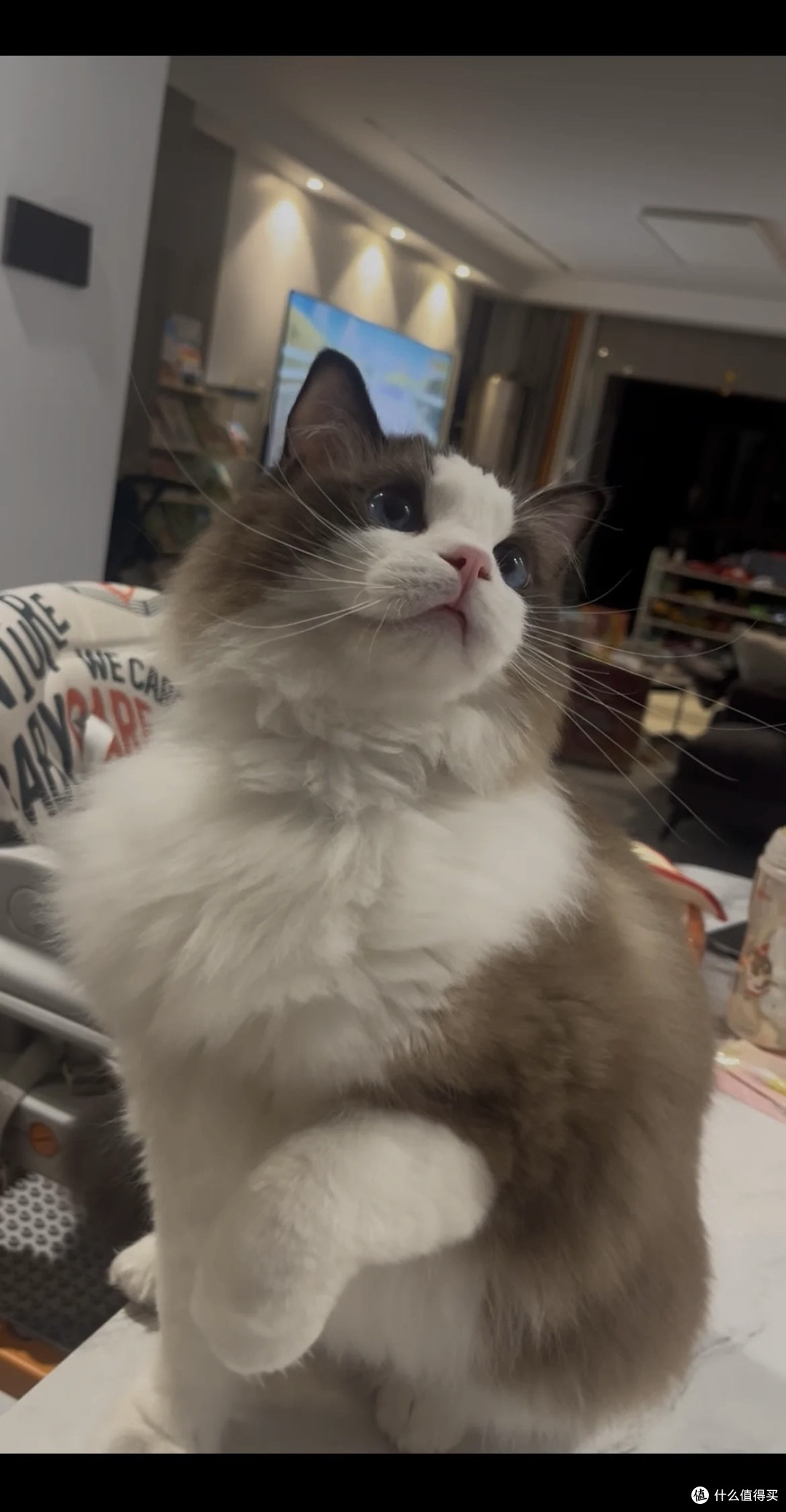新手第一次养猫就养到了绝世好猫😍