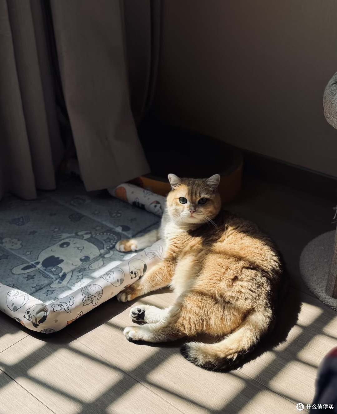 养猫心得：十六的陪伴与成长