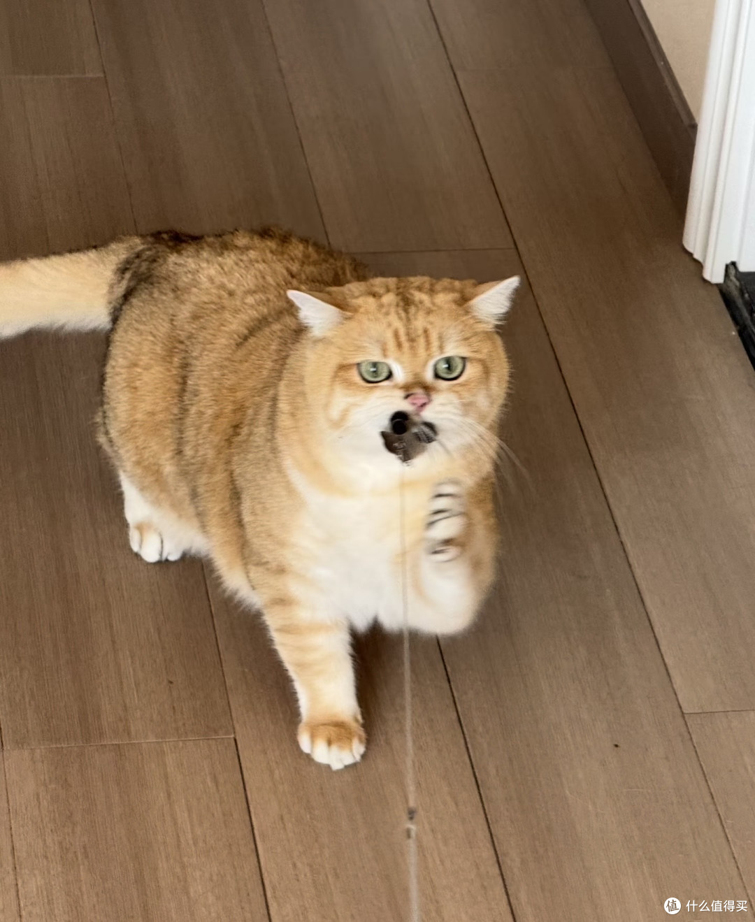 养猫心得：十六的陪伴与成长