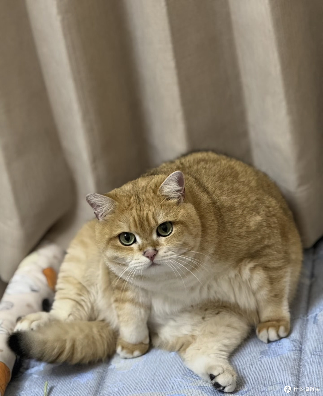 养猫心得：十六的陪伴与成长