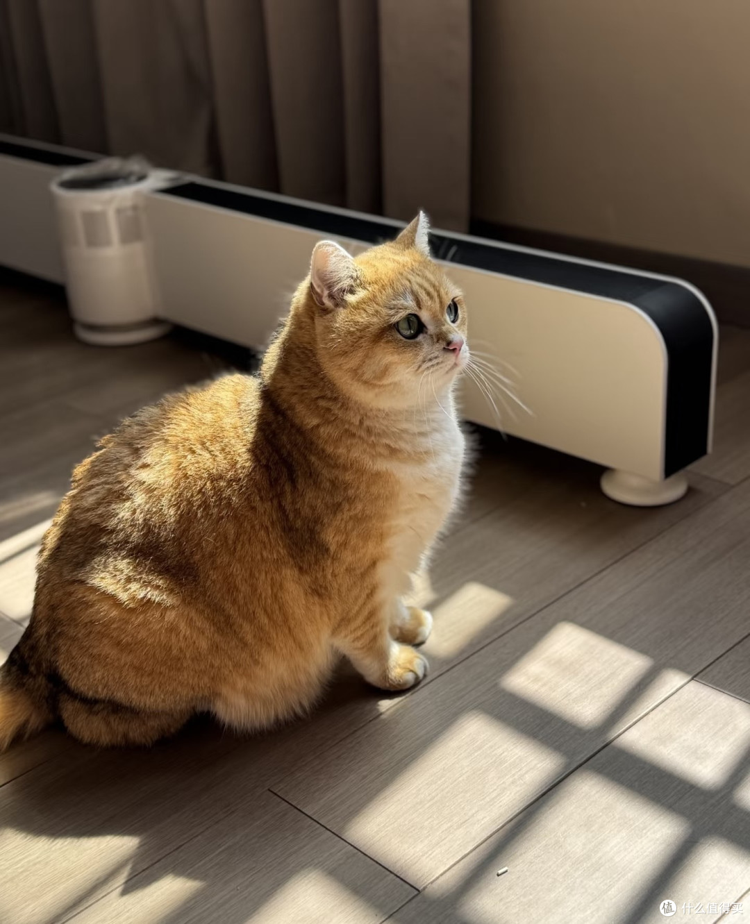 养猫心得：十六的陪伴与成长