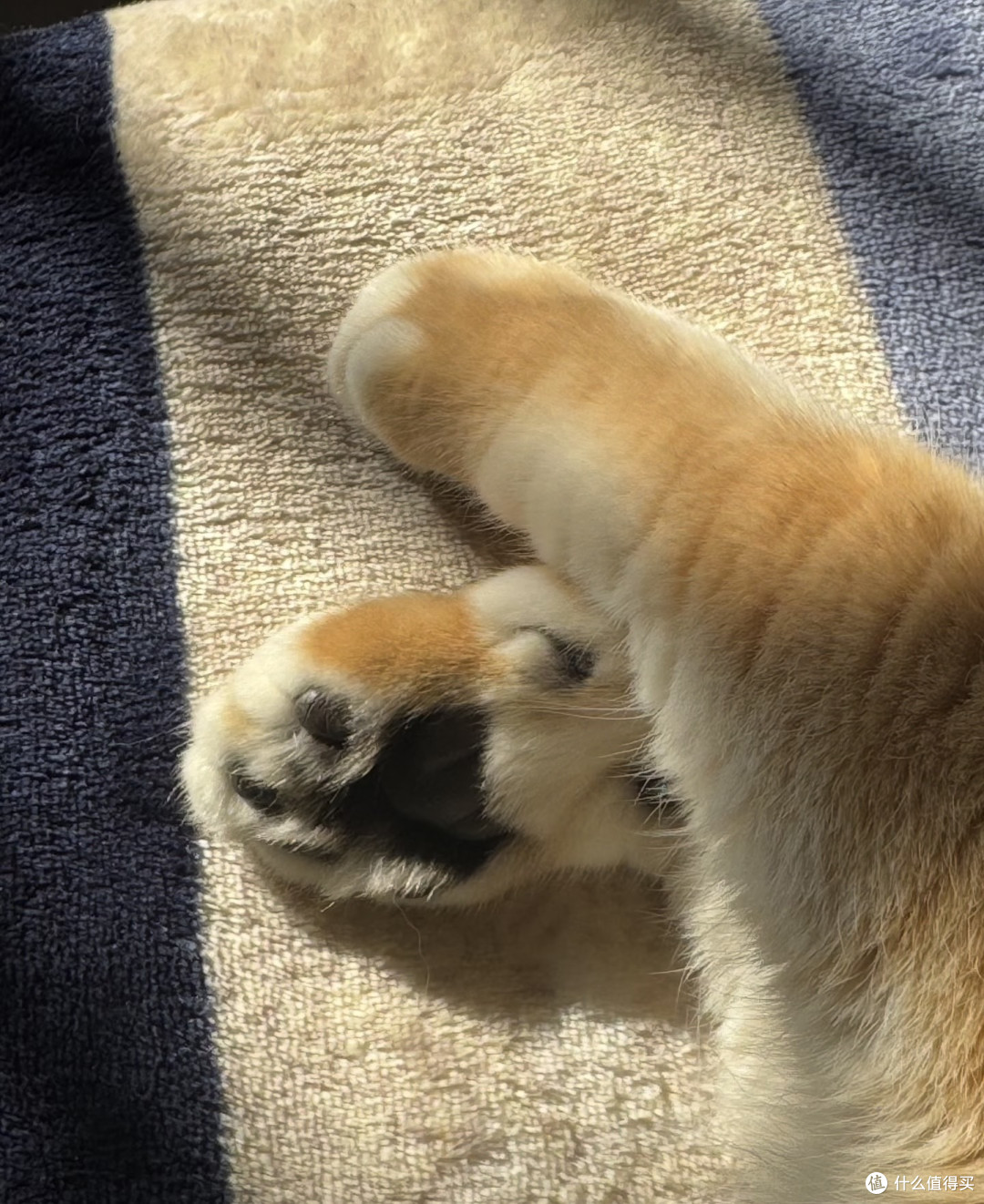 养猫心得：十六的陪伴与成长