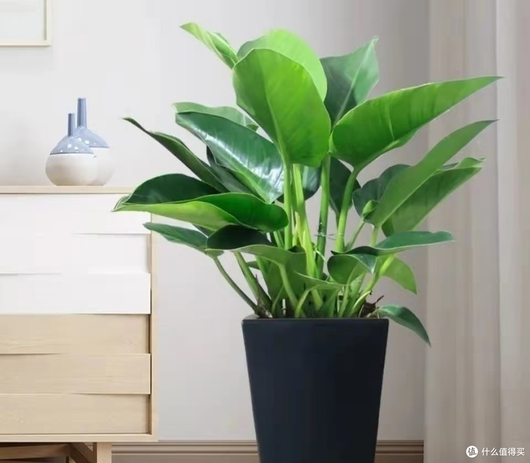 客厅四花放，花旺人也旺：碰到这4种花别犹豫，抱回家越养越舒心