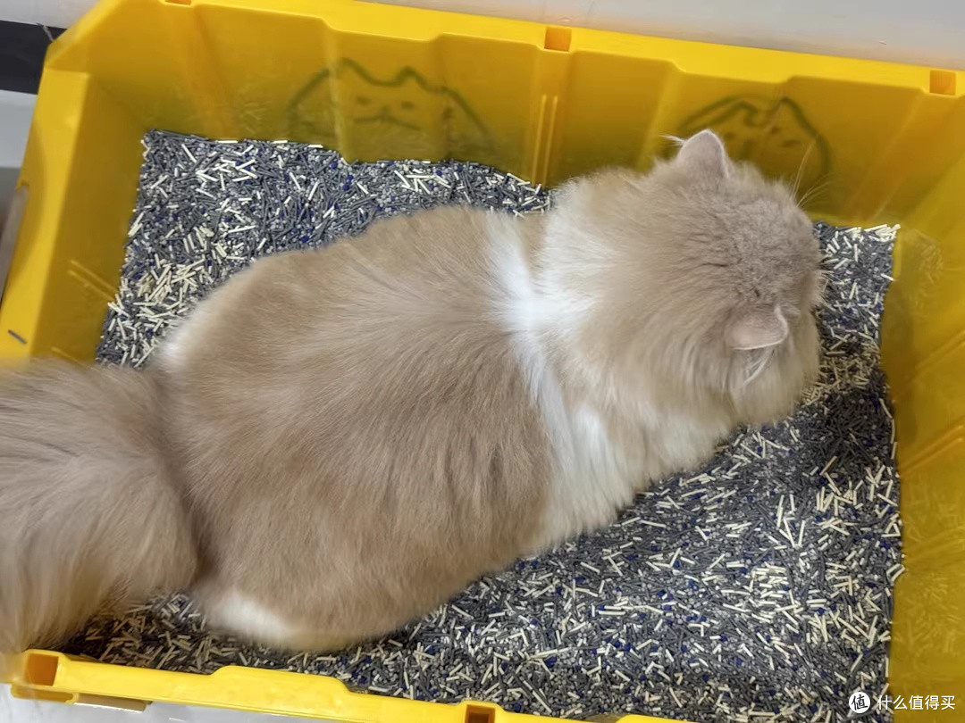 小户型养猫终于不用捂鼻子，再三三重除臭猫砂