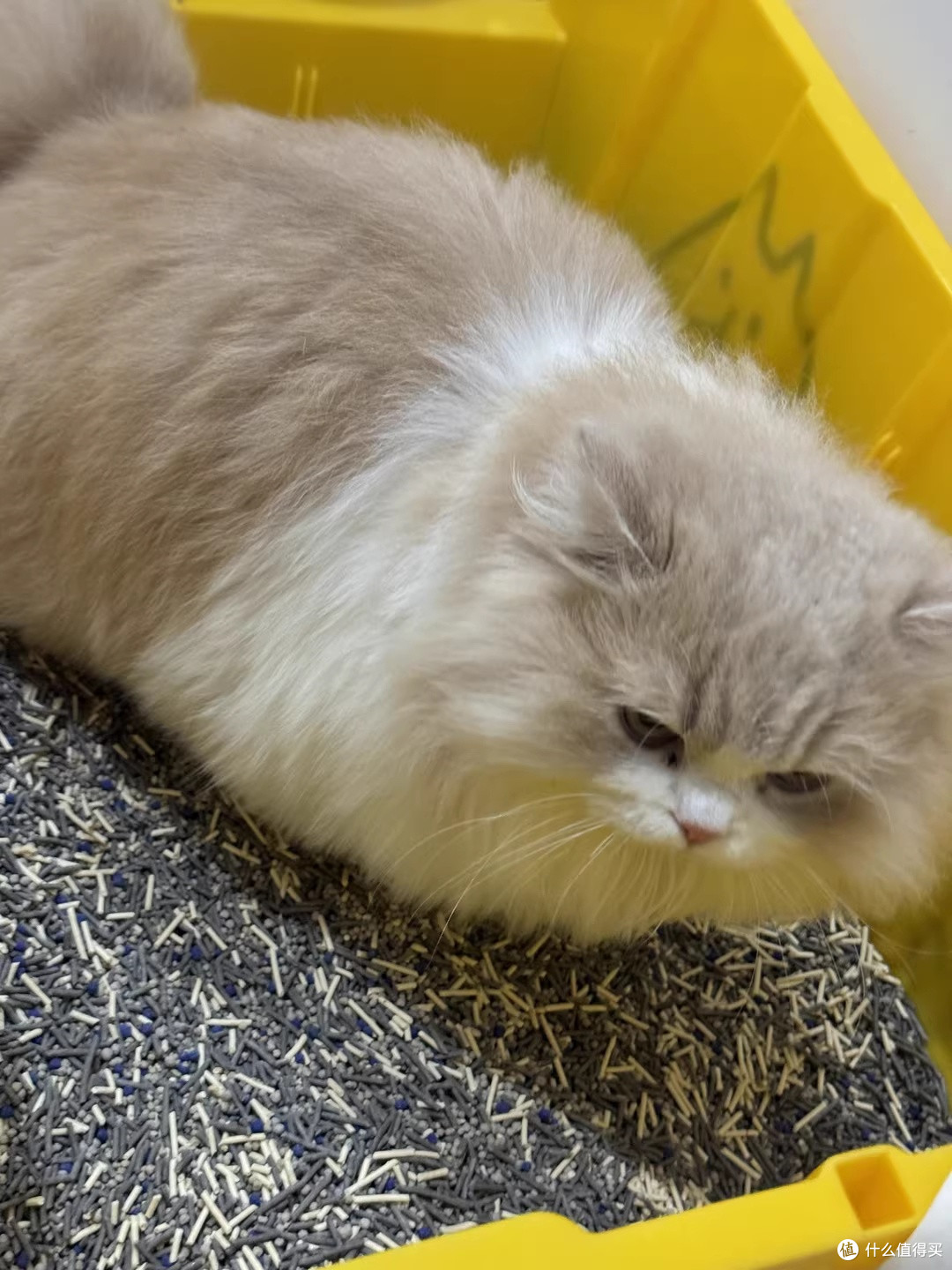 小户型养猫终于不用捂鼻子，再三三重除臭猫砂
