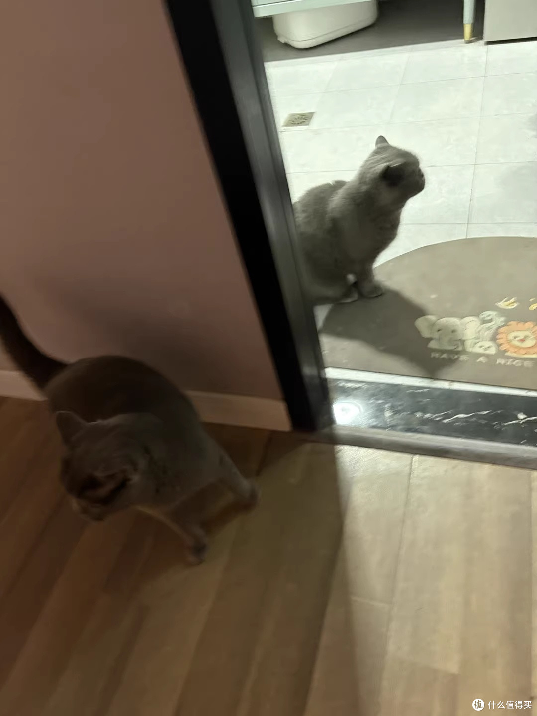 养猫半年换过五种砂，听宠除臭3合1终于让我敢让朋友进门