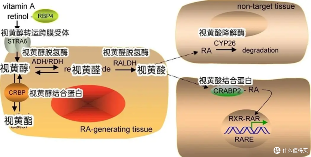 干敏皮抗老新思路：避开视黄醇刺激，读懂“植物A醇”的温和逻辑
