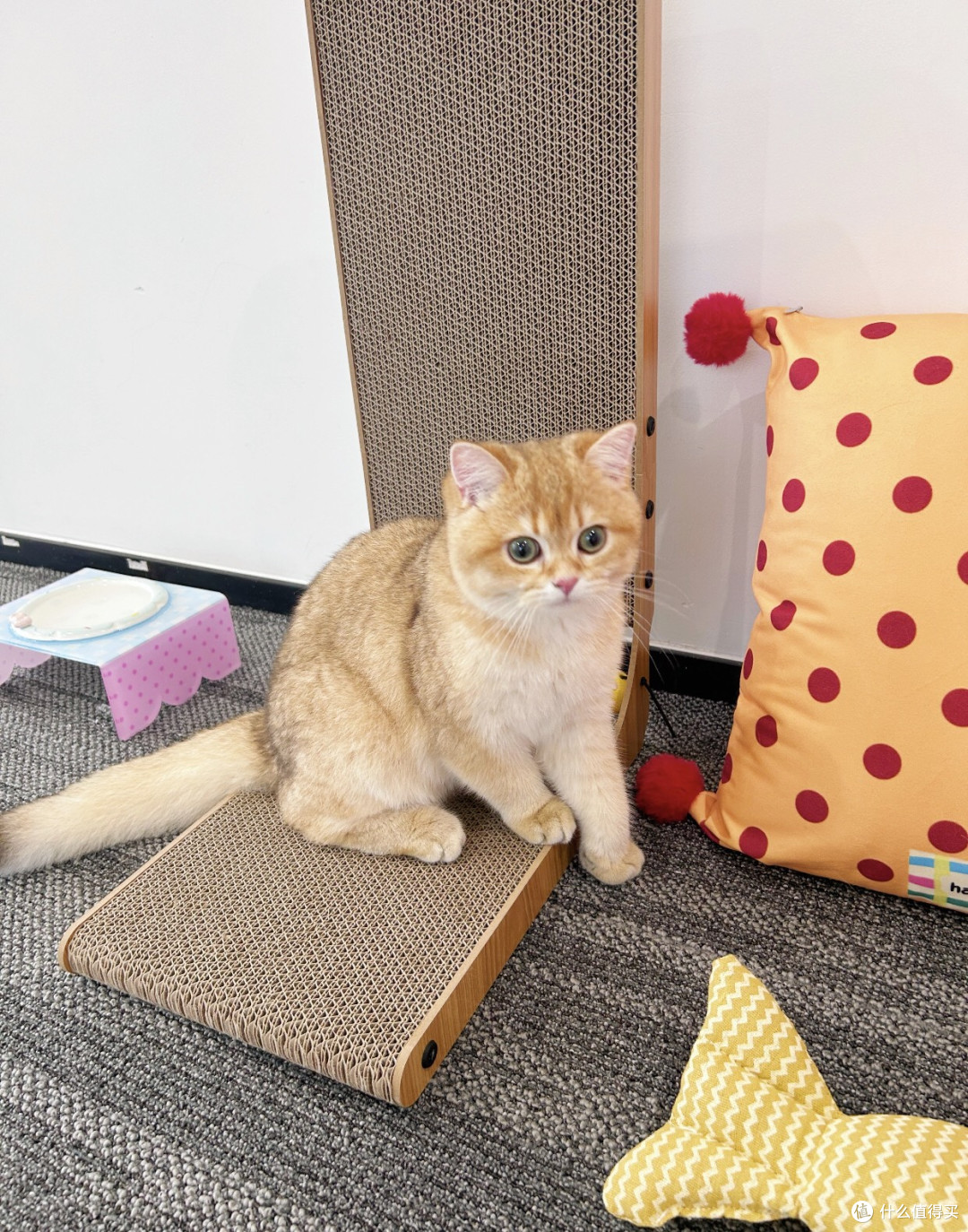 波浪大号猫抓板，给猫咪的礼物