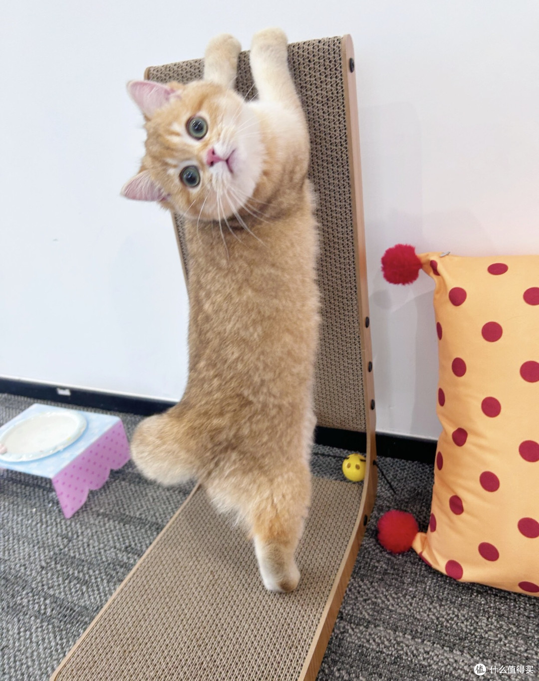 波浪大号猫抓板，给猫咪的礼物