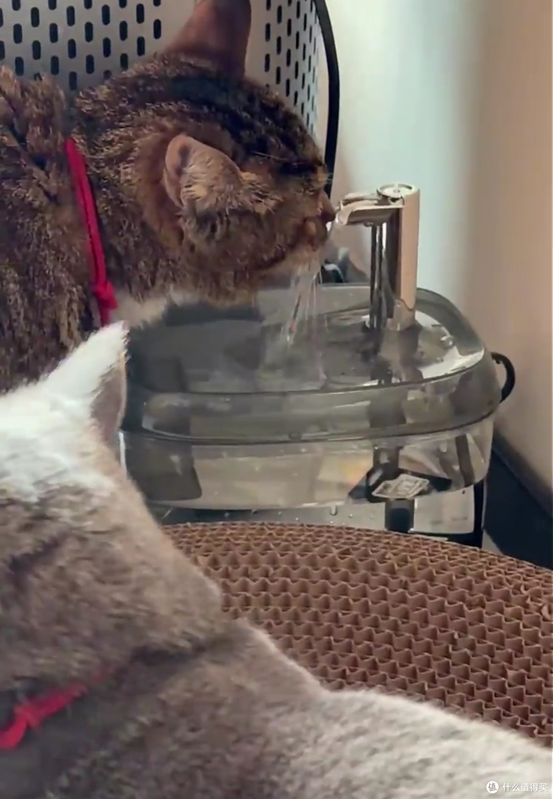 双猫家庭的高效饮水解决方案