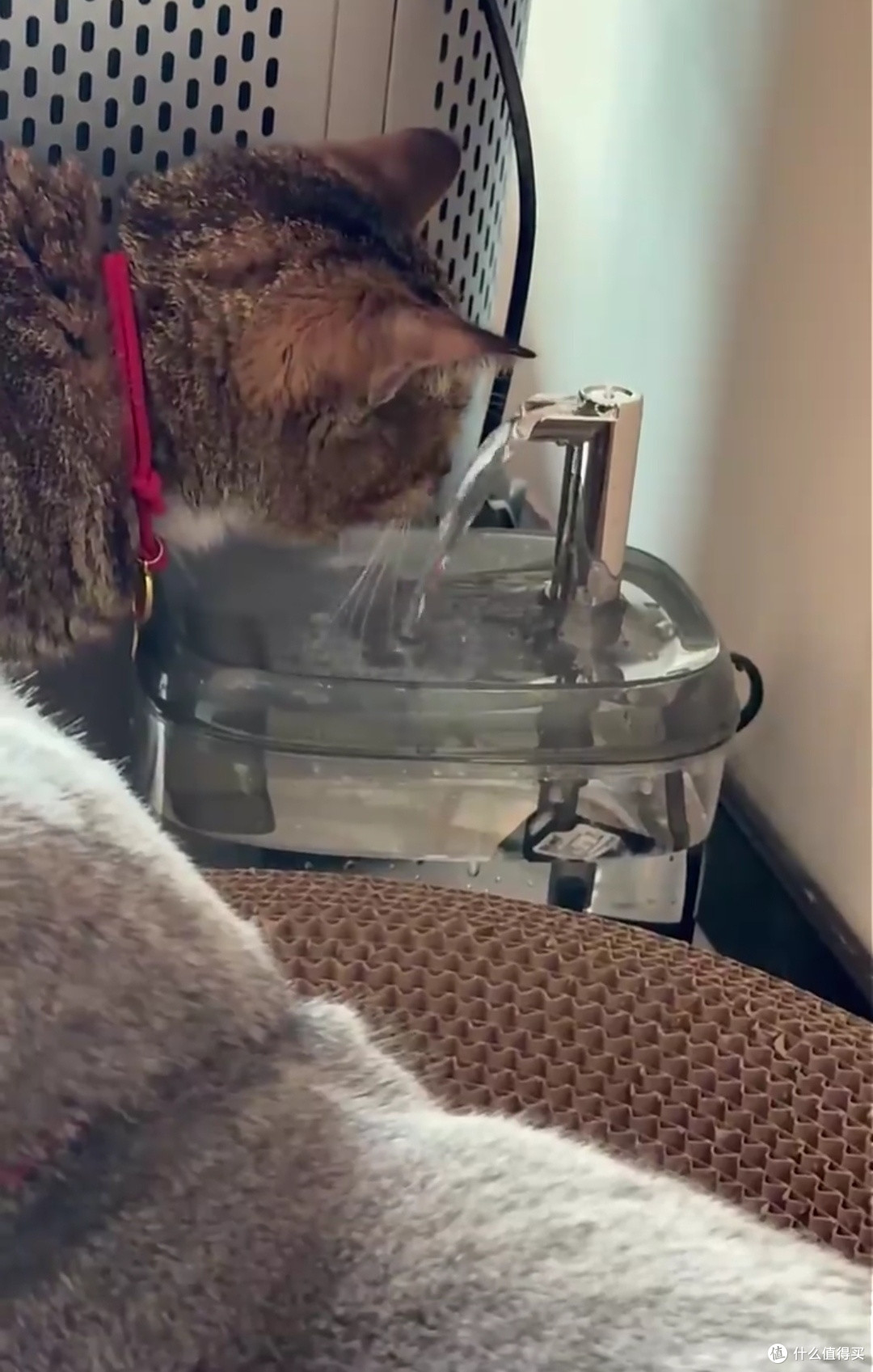 双猫家庭的高效饮水解决方案