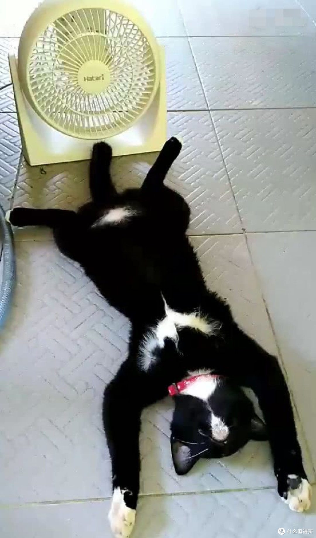 毛孩子清凉度夏全攻略|防暑、除味、洗护一站式养宠干货