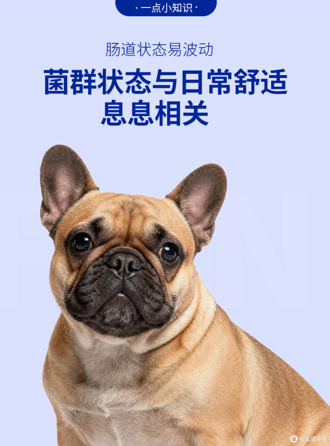 老年猫菌群失衡调理方法
