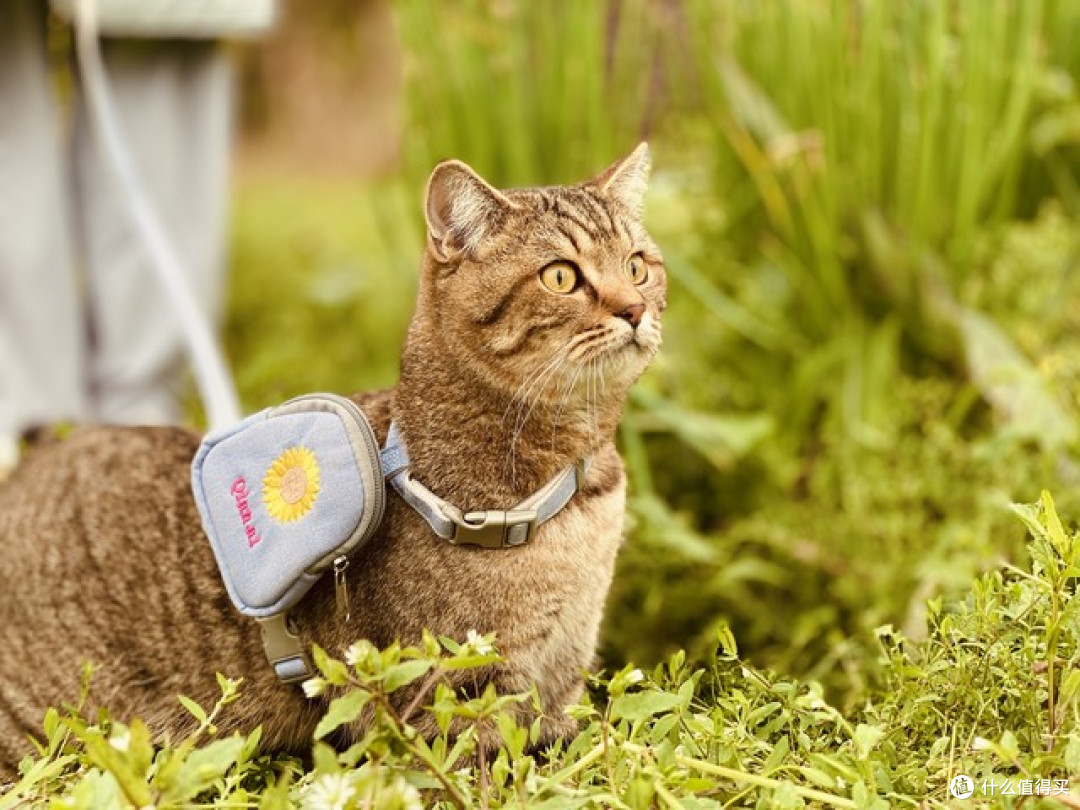 明明猫咪比狗狗更需要定位器｜猫咪 GPS宠物定位器 完整选购指南