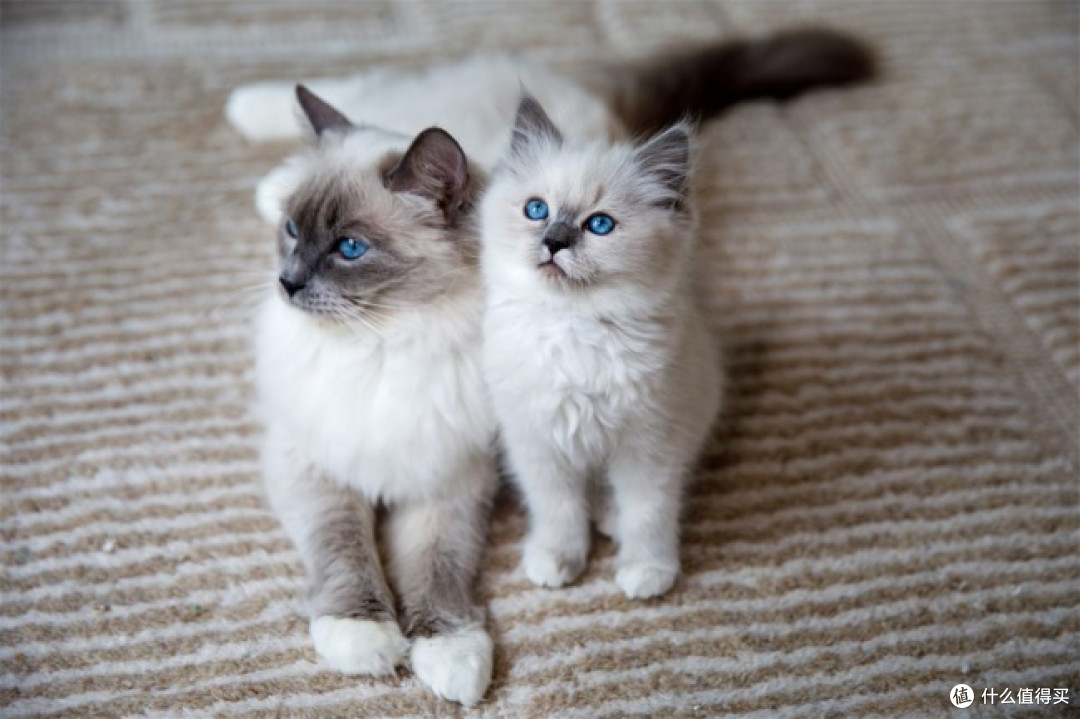 猫咪换粮应该怎么选猫粮？2026这8款产品，适合的猫完全不同