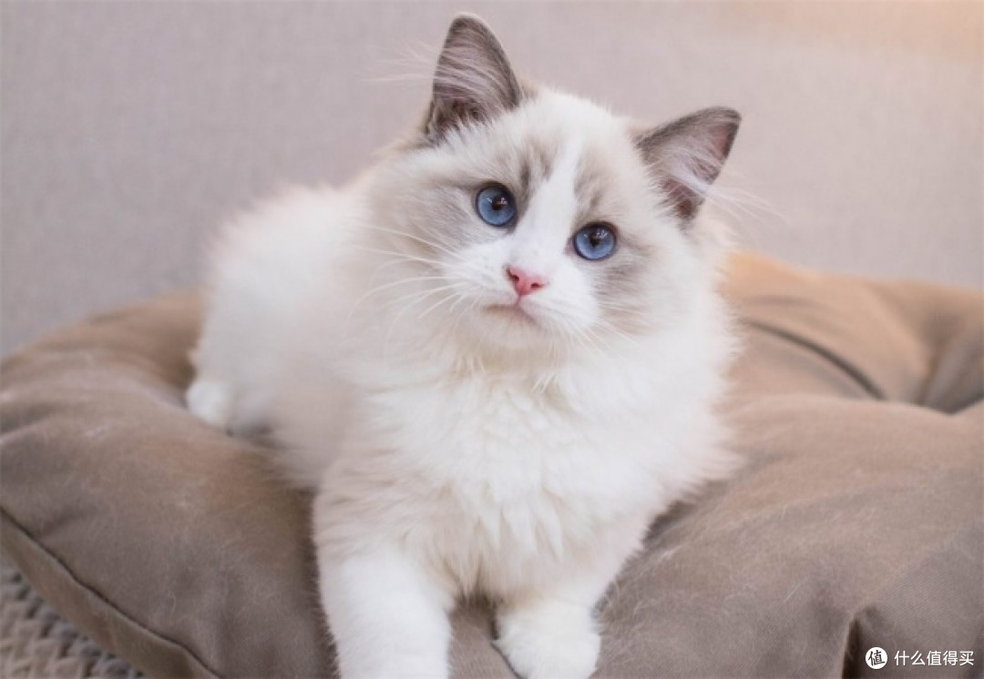 猫咪换粮应该怎么选猫粮？2026这8款产品，适合的猫完全不同