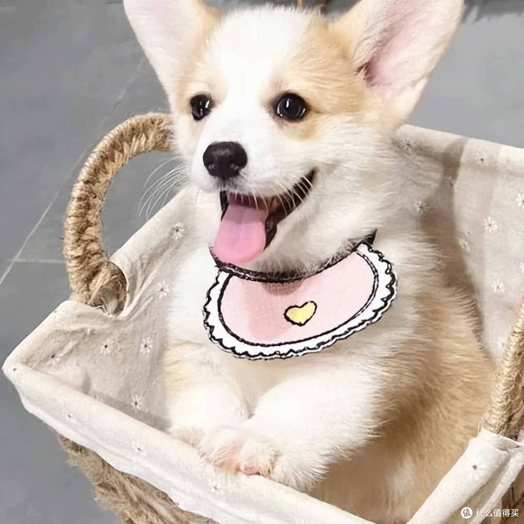 2026年幼犬吃什么狗粮好?7月养幼犬必囤狗粮品牌推荐!