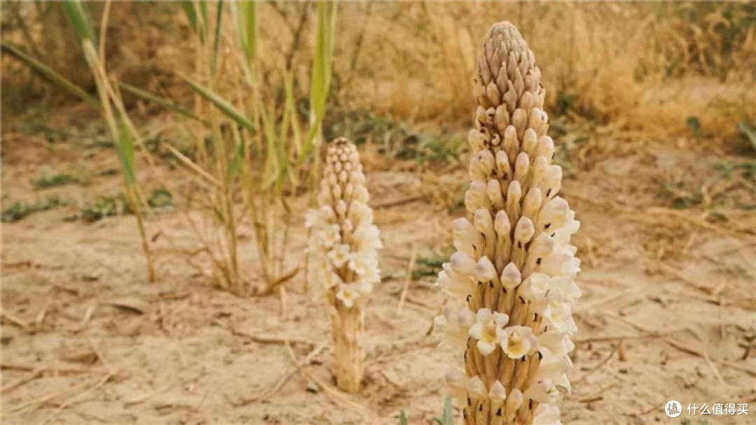 安利（中国）植物研发中心荣获2025年度国家科技进步二等奖