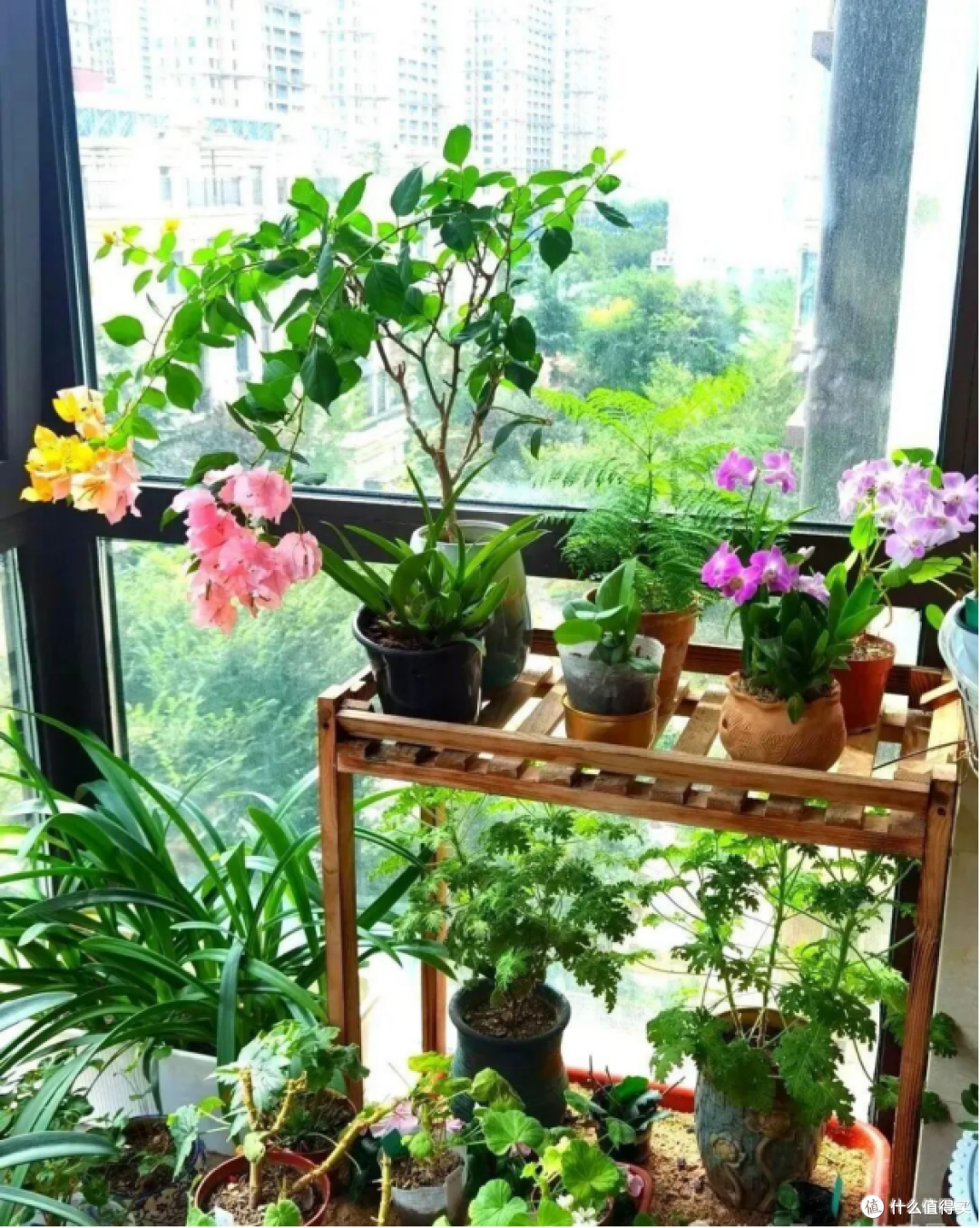 花盆越大花反而越养不好