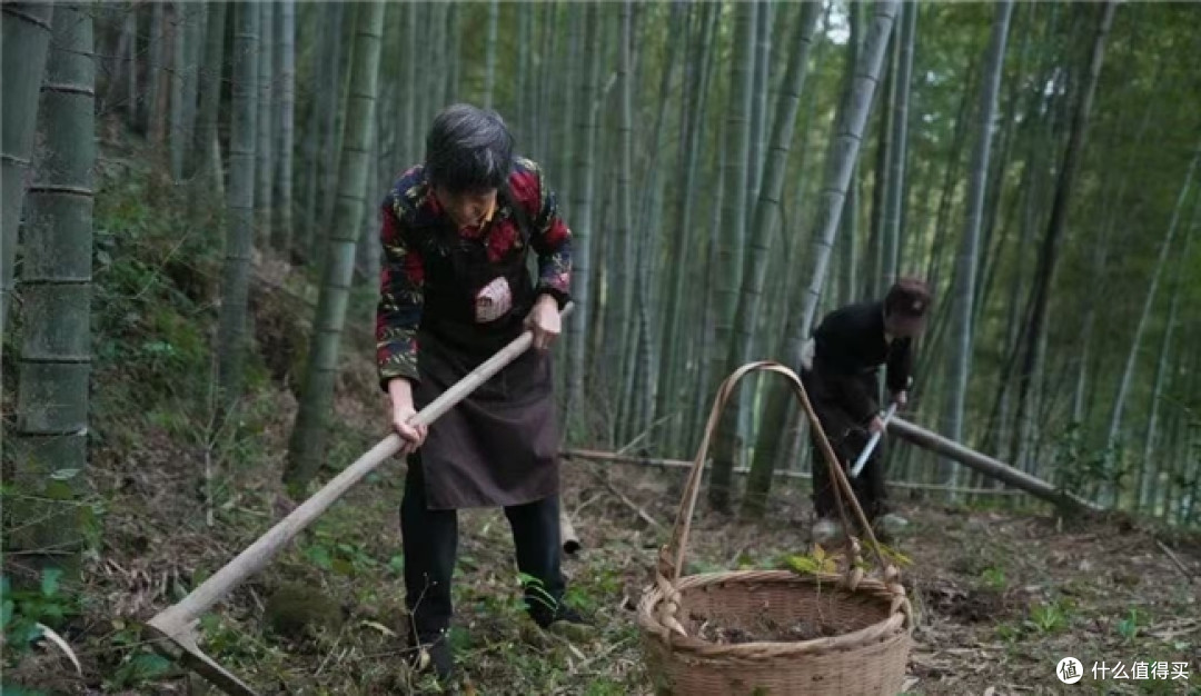 适合失眠多梦人群的十大黄精品牌百合莲子慢炖,安神滋养双向兼顾