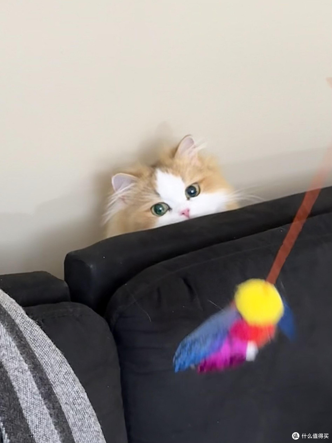 科学养猫:从选粮到驱虫
