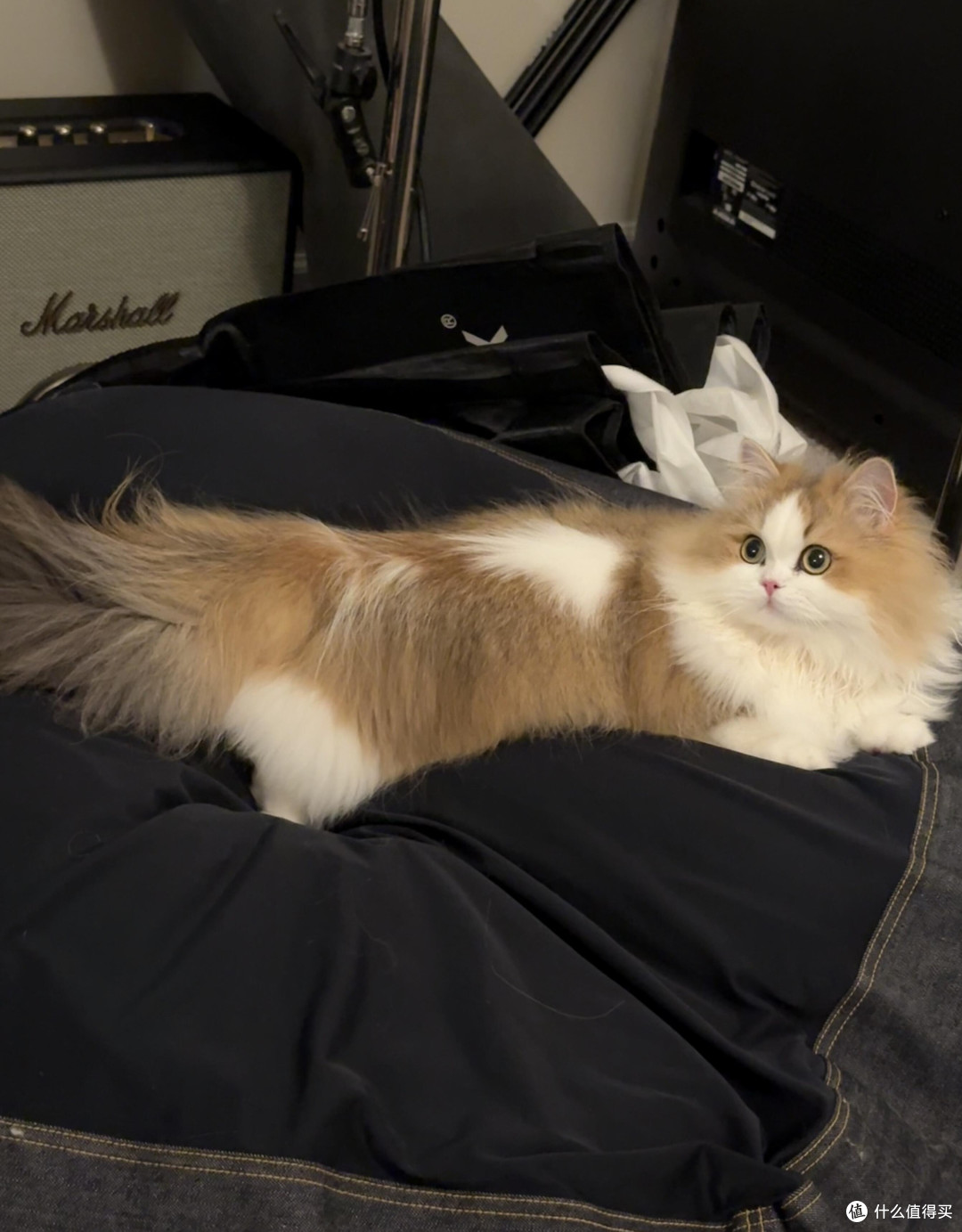科学养猫:从选粮到驱虫