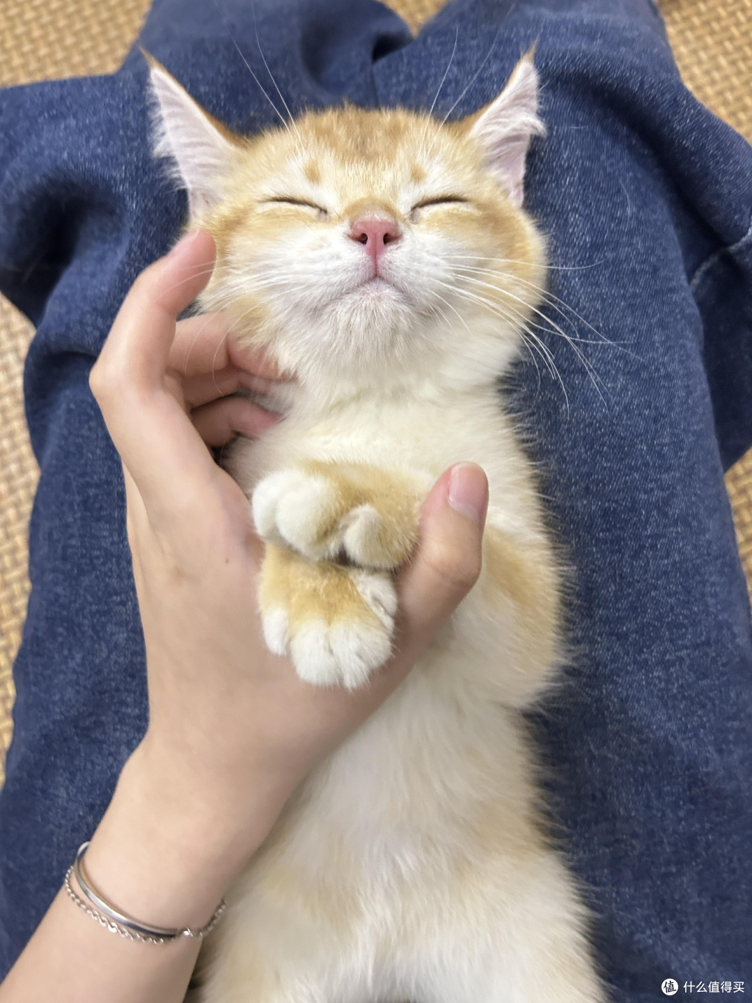 科学养猫:从选粮到驱虫