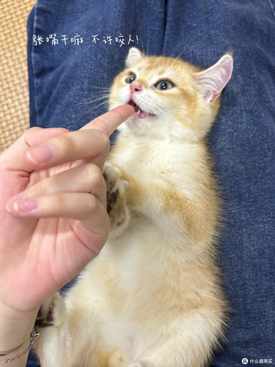 科学养猫:从选粮到驱虫