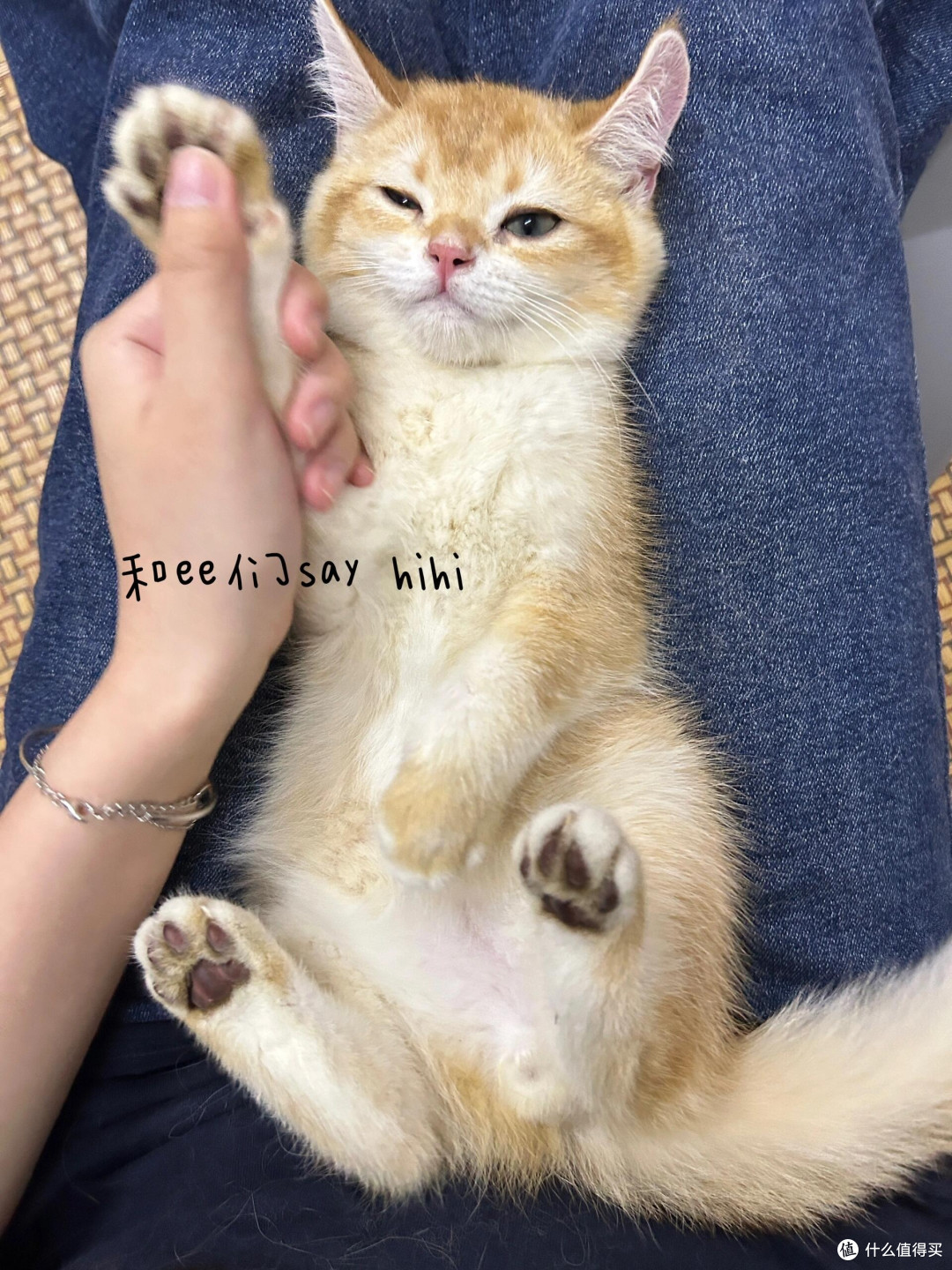 科学养猫:从选粮到驱虫