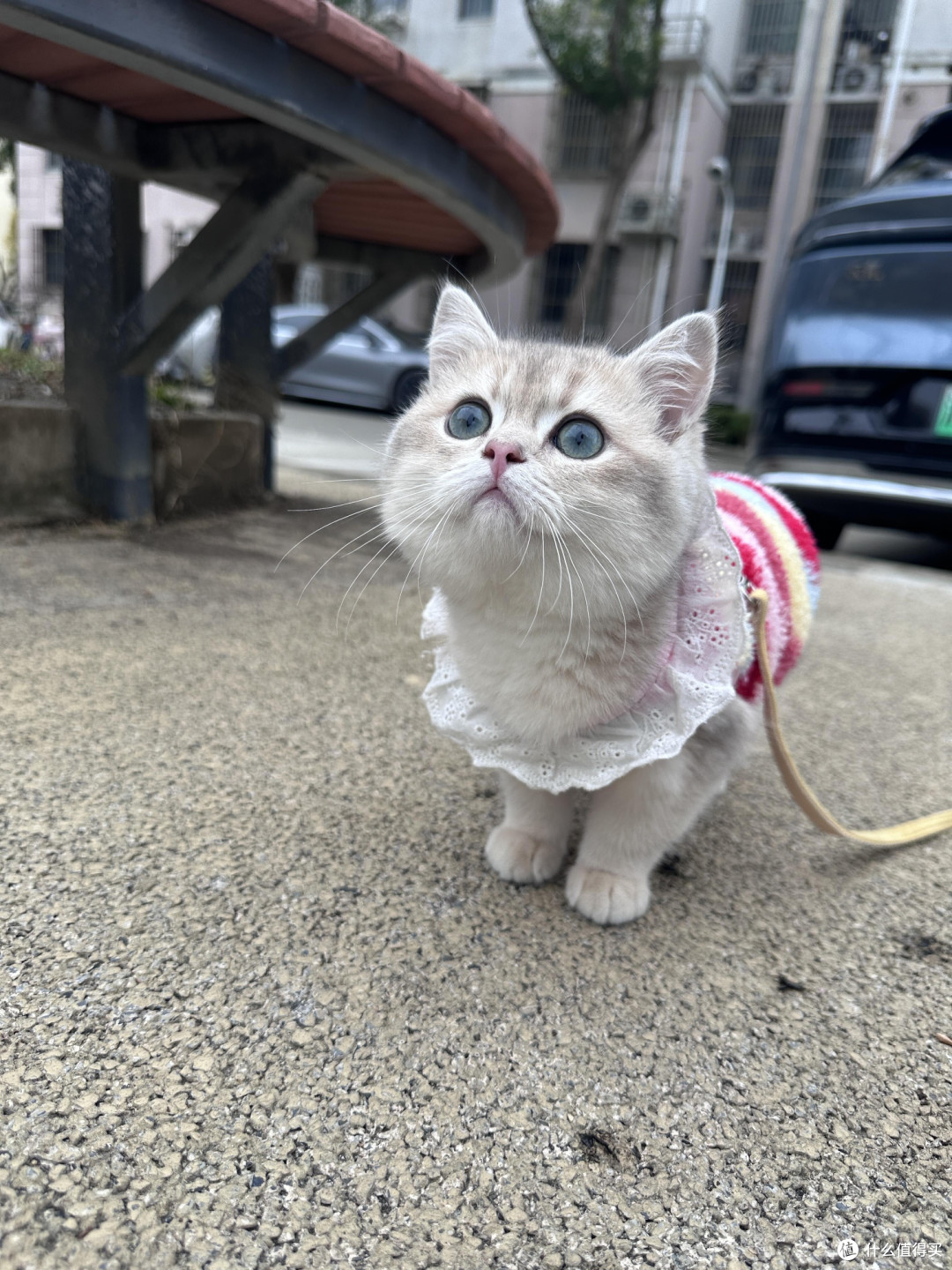 科学养猫:从选粮到驱虫