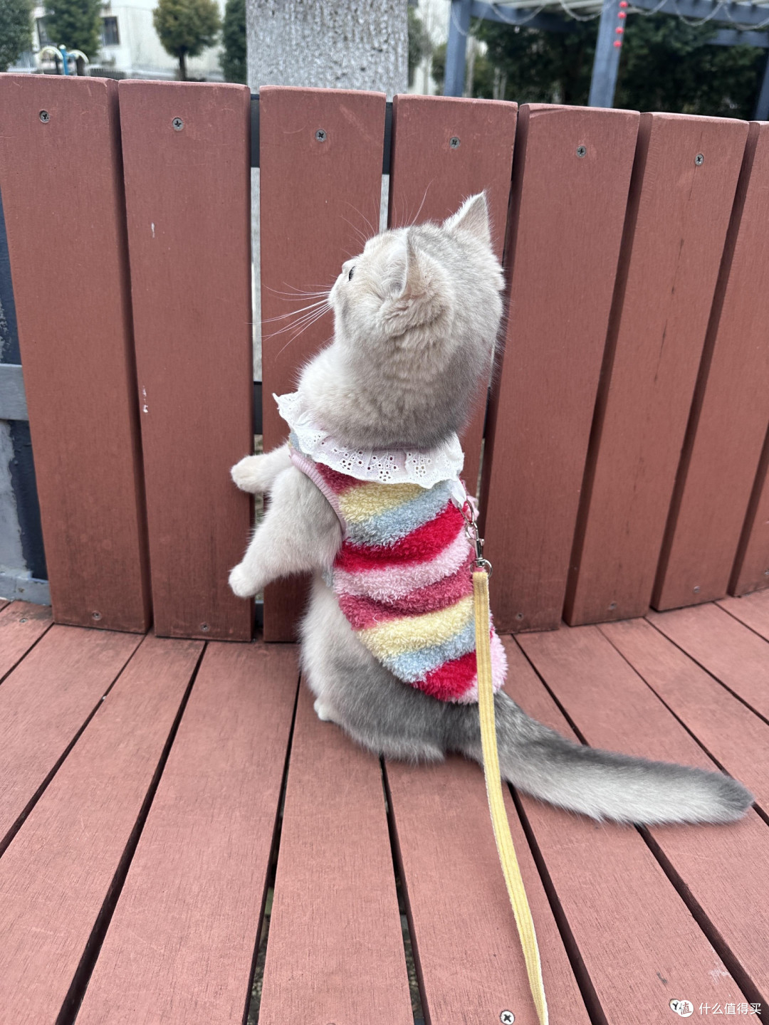 科学养猫:从选粮到驱虫