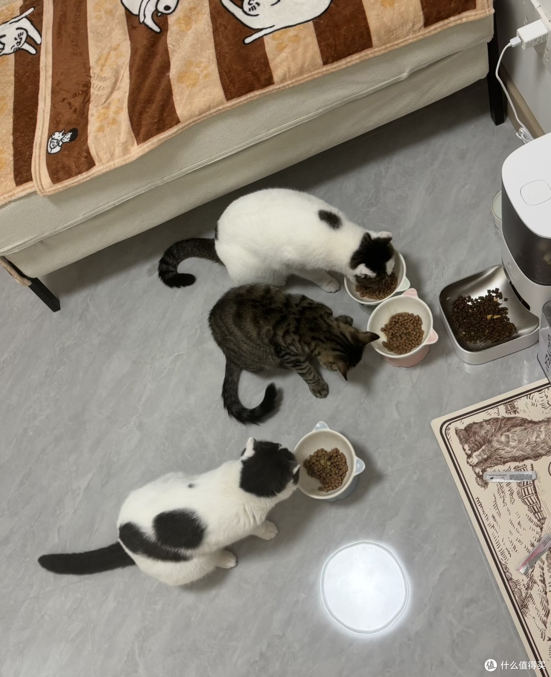 霍曼可视猫咪自动喂食器测评贴