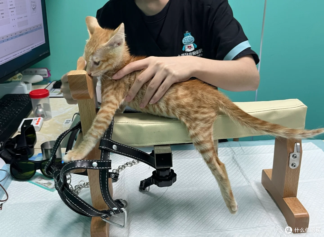 猫咪后腿无力瘫痪?警惕神经炎!铲屎官必看的治疗与护理全攻略