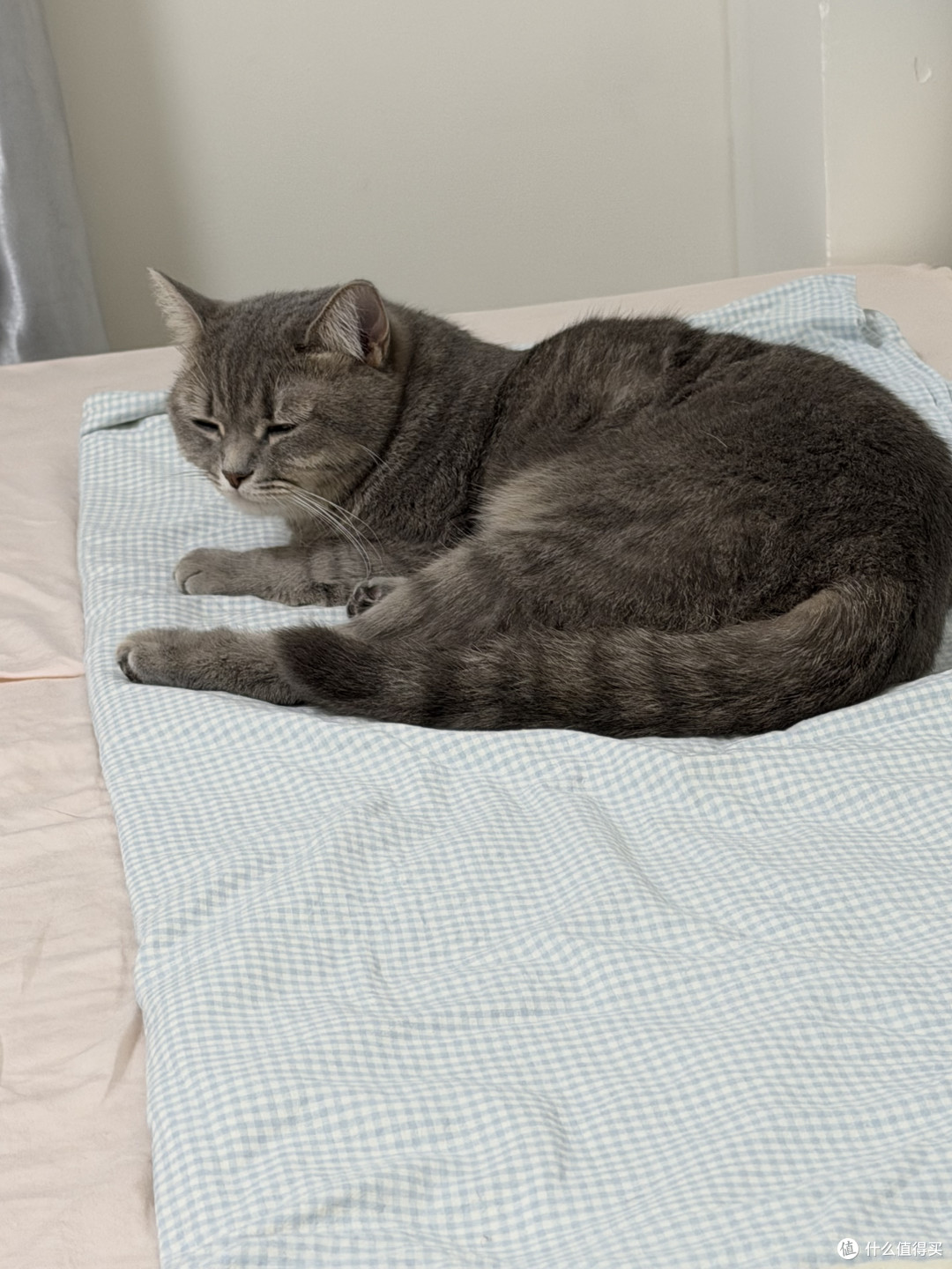 猫咪反复皮炎，哪些钱值得花？驱虫、处方粮和屏障护理的优先级