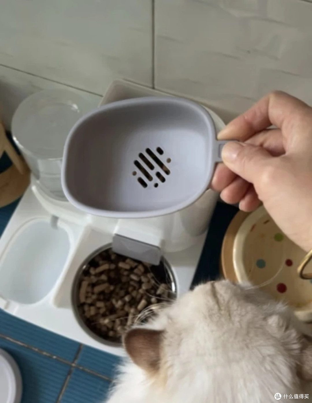 新手养猫必买清单|猫粮碗&饮水机真实使用体验
