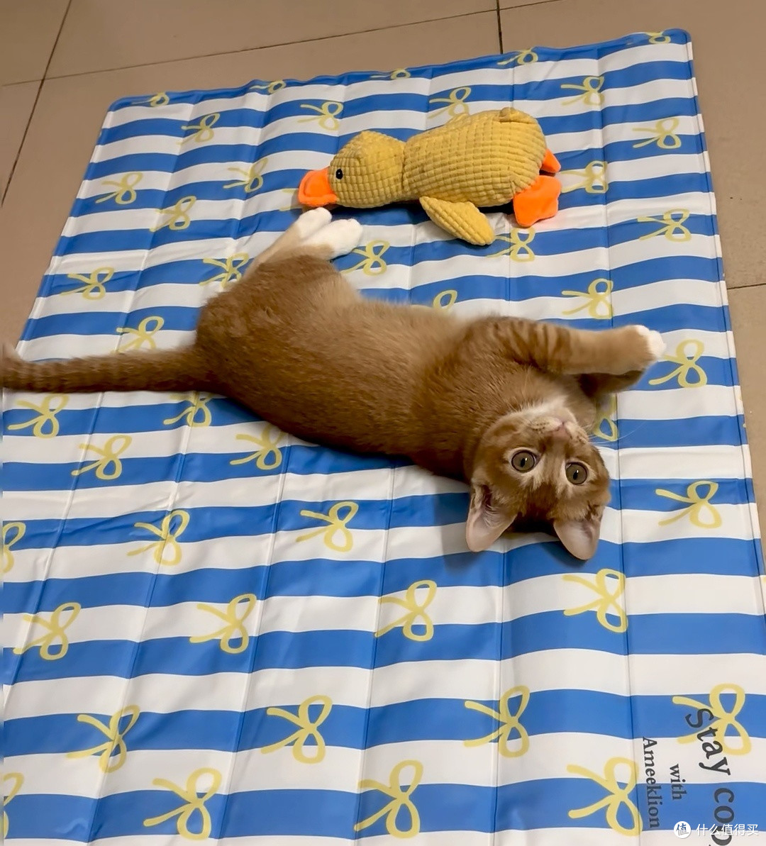 猫咪专用冰垫,猫咪的夏季消暑佳品
