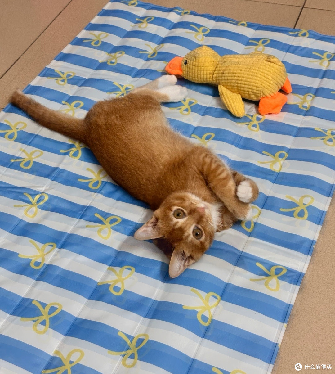 猫咪专用冰垫,猫咪的夏季消暑佳品
