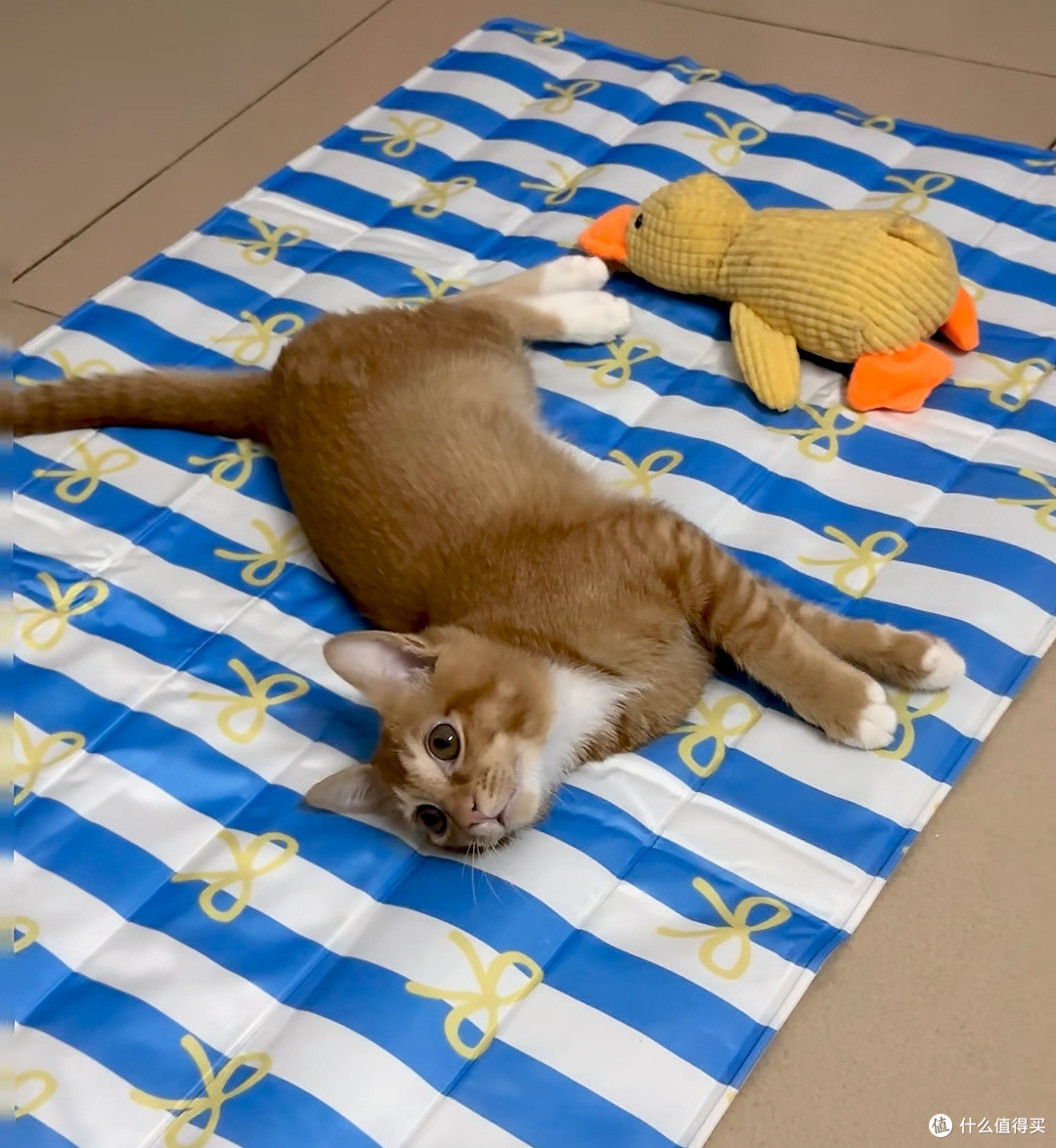 猫咪专用冰垫,猫咪的夏季消暑佳品