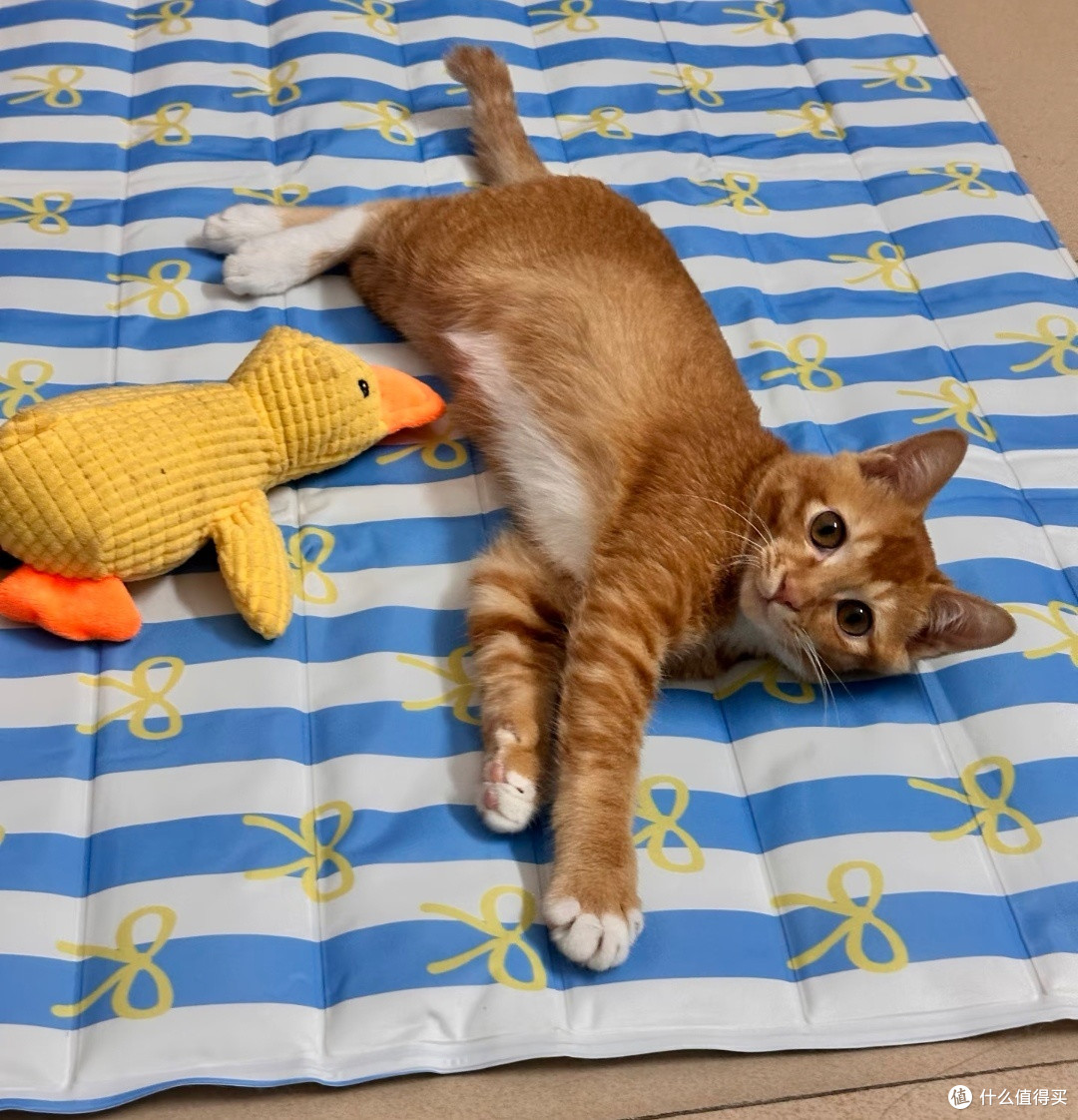 猫咪专用冰垫,猫咪的夏季消暑佳品